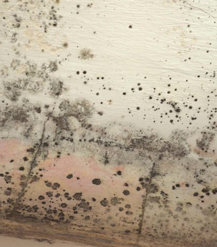 Remediation Services - Turnkey Remediation