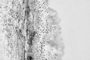 Mold Removal New Orleans