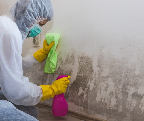 Residential Mold Removal New Orleans