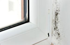 Mold remediation services Madisonville