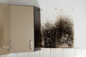 Mold Removal Services New Orleans