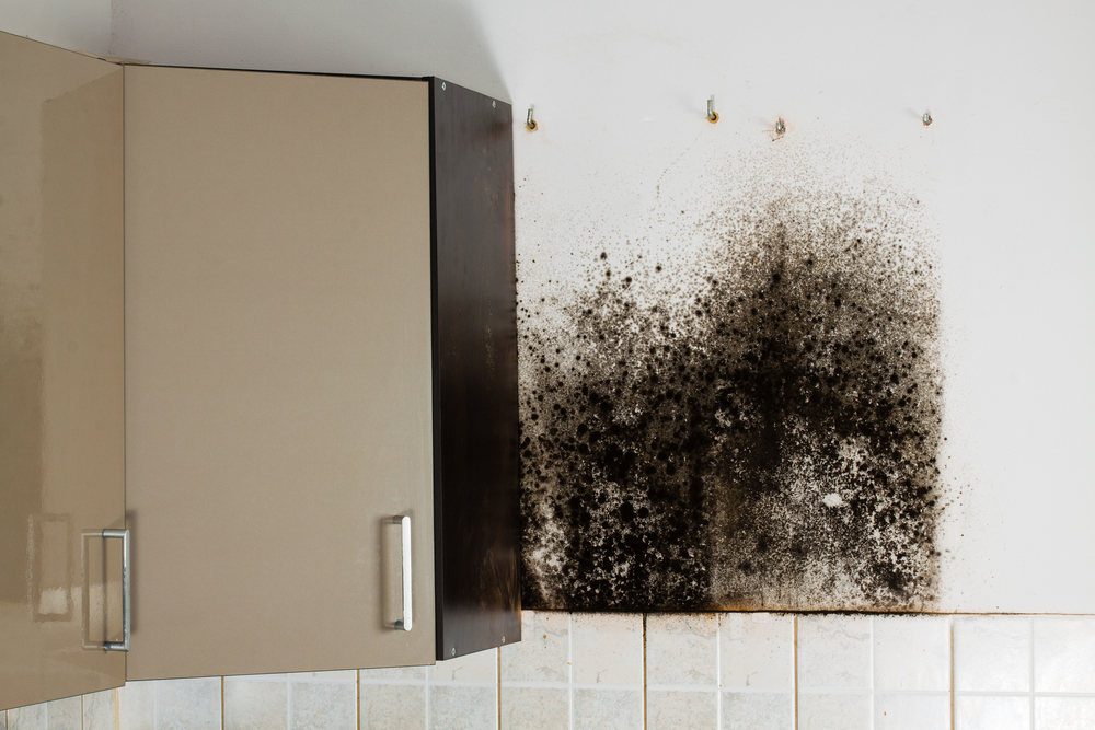 Mold Removal Services New Orleans
